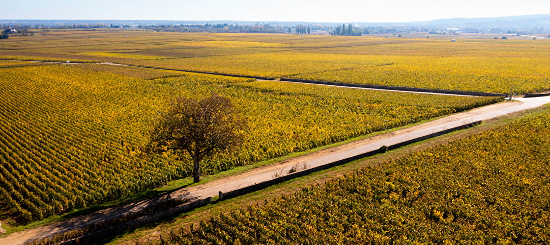 vignoble-rk-1120x742